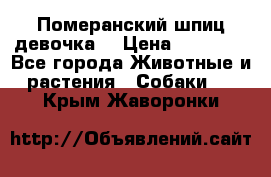 Померанский шпиц девочка  › Цена ­ 50 000 - Все города Животные и растения » Собаки   . Крым,Жаворонки